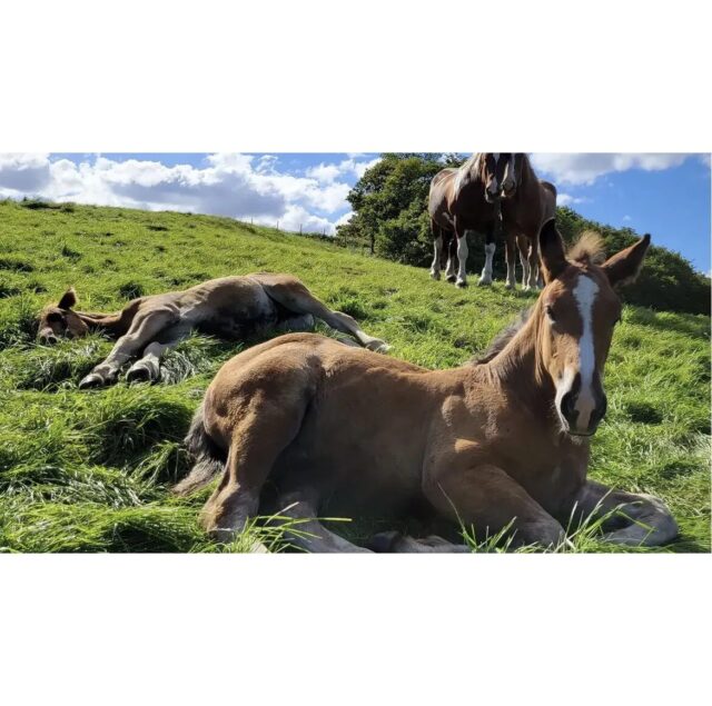 乗馬